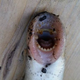 One Fairbanks lamprey.